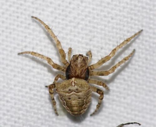 Réf. 246 784 : Gibbaranea bituberculata